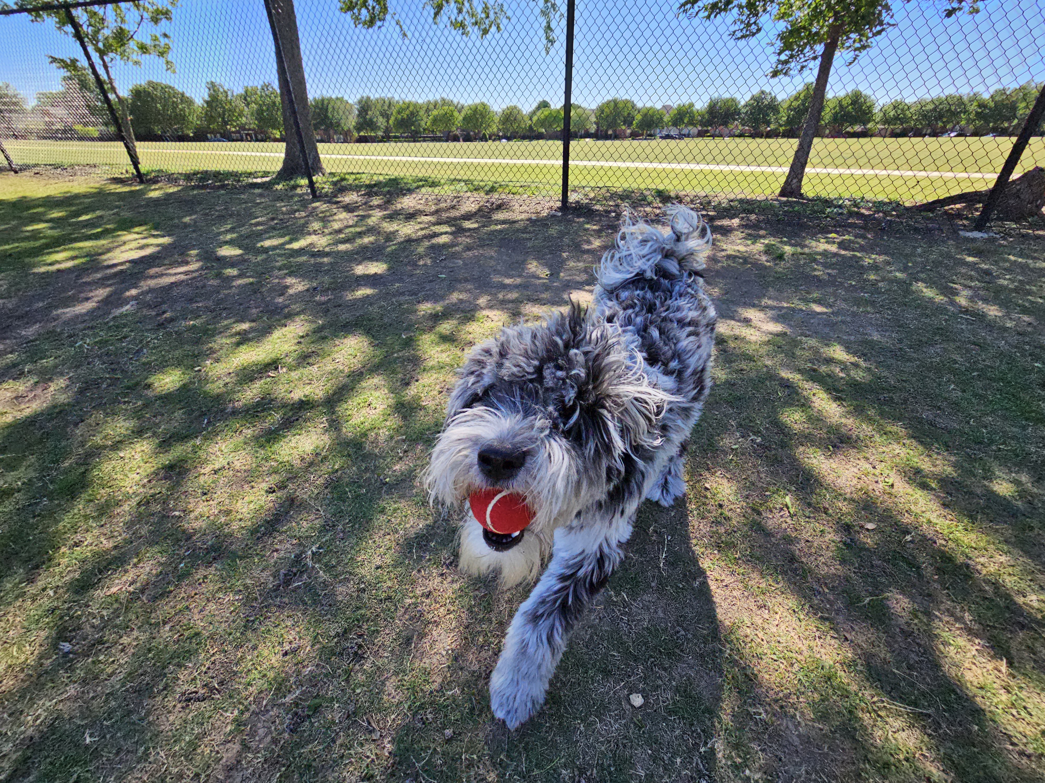 말티즈 서연이 · 3살