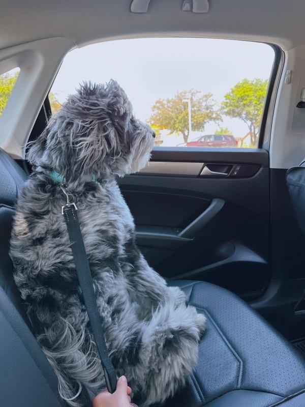 포메라니안 몽이 · 2살